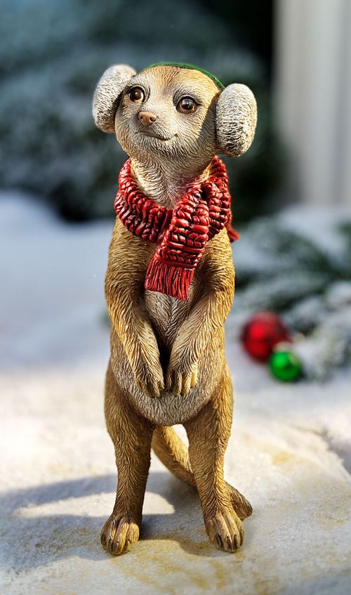 Surikata mia v zimním oblečení