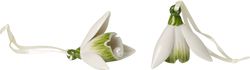 Villeroy & Boch Mini Flower Bells sada 2 ks porcelánových zvonečků, sněženky